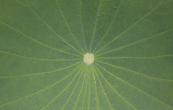 25 Most Useful Free High Resolution Leaf Textures 11
