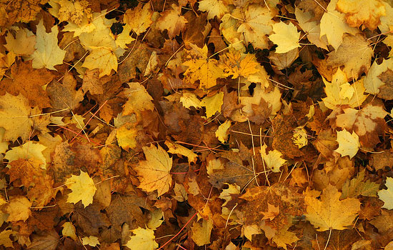 25 Most Useful Free High Resolution Leaf Textures 13