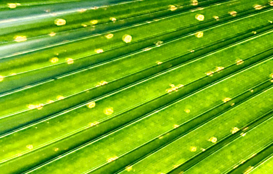 25 Most Useful Free High Resolution Leaf Textures 14