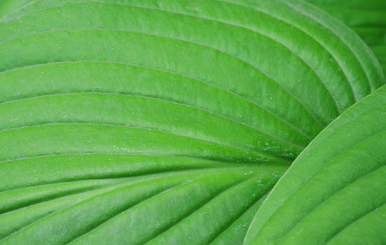25 Most Useful Free High Resolution Leaf Textures 16