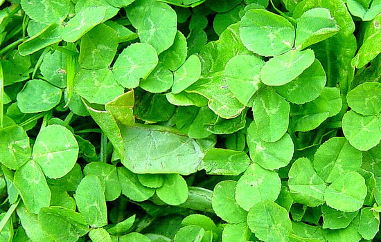 25 Most Useful Free High Resolution Leaf Textures 17