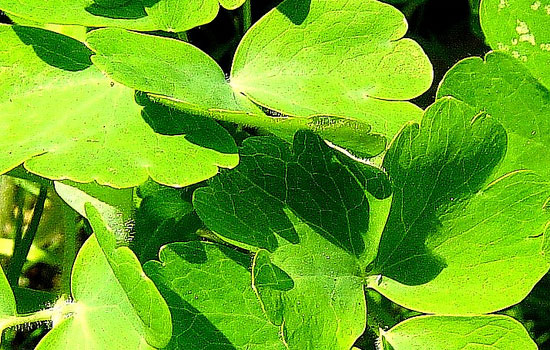 25 Most Useful Free High Resolution Leaf Textures 18