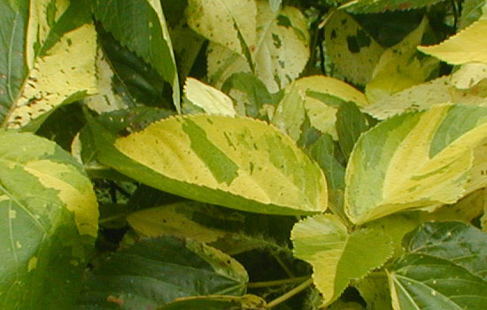 25 Most Useful Free High Resolution Leaf Textures 2