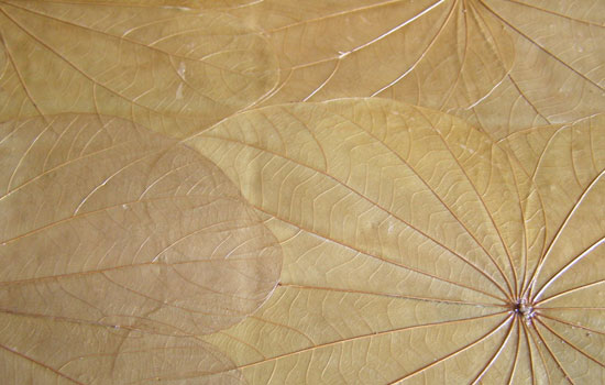 25 Most Useful Free High Resolution Leaf Textures 19