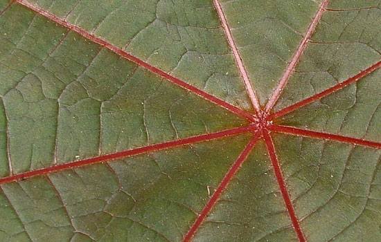 25 Most Useful Free High Resolution Leaf Textures 20