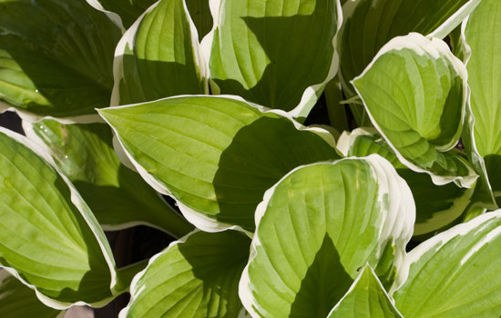 25 Most Useful Free High Resolution Leaf Textures 21