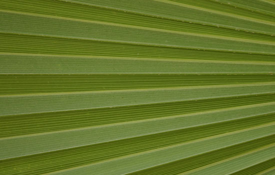 25 Most Useful Free High Resolution Leaf Textures 22