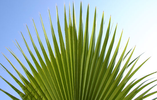 25 Most Useful Free High Resolution Leaf Textures 23