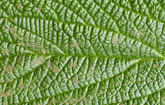 25 Most Useful Free High Resolution Leaf Textures
