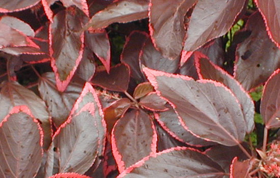 25 Most Useful Free High Resolution Leaf Textures 3