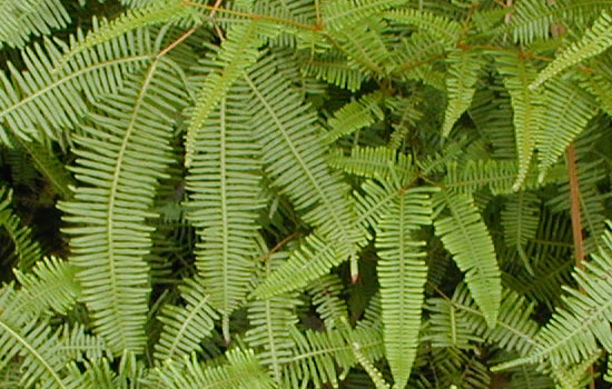 25 Most Useful Free High Resolution Leaf Textures 4