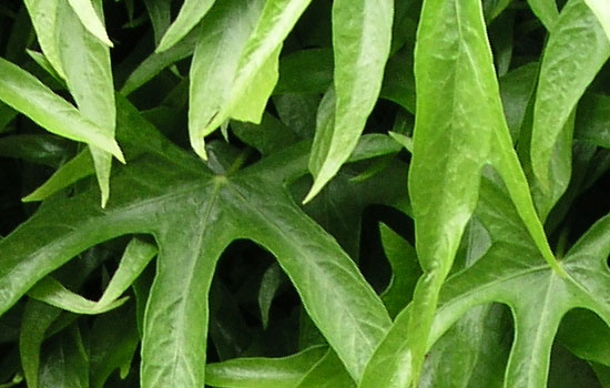 25 Most Useful Free High Resolution Leaf Textures 5