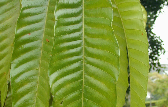 25 Most Useful Free High Resolution Leaf Textures 6