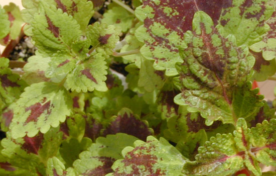 25 Most Useful Free High Resolution Leaf Textures 7