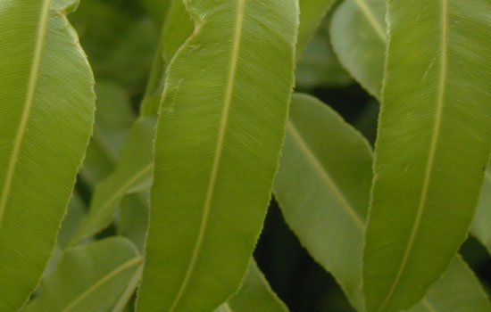 25 Most Useful Free High Resolution Leaf Textures 8