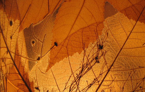 25 Most Useful Free High Resolution Leaf Textures 9