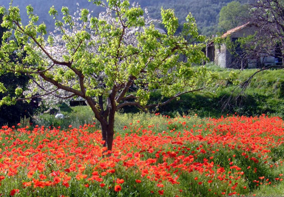 20 Mind-blowing Spring Wallpaper for Desktop 10