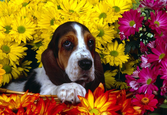 20 Mind-blowing Spring Wallpaper for Desktop 12