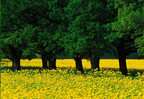 20 Mind-blowing Spring Wallpaper for Desktop 15