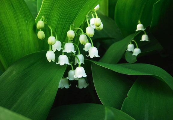 20 Mind-blowing Spring Wallpaper for Desktop 16