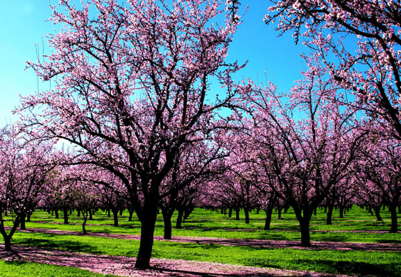 20 Mind-blowing Spring Wallpaper for Desktop 17