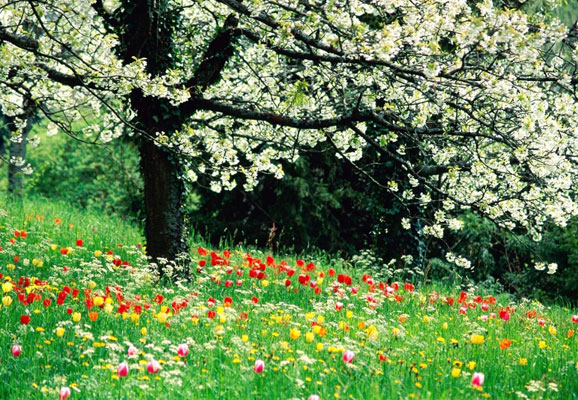 20 Mind-blowing Spring Wallpaper for Desktop 2