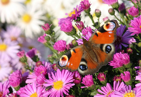 A Collection of 20 Beautiful Hi-resolution Free Desktop Wallpapers 12