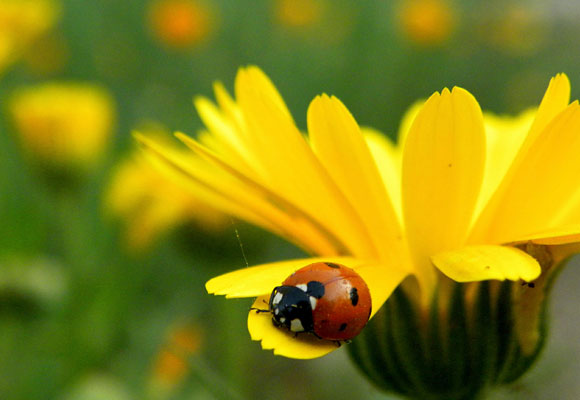 A Collection of 20 Beautiful Hi-resolution Free Desktop Wallpapers 7