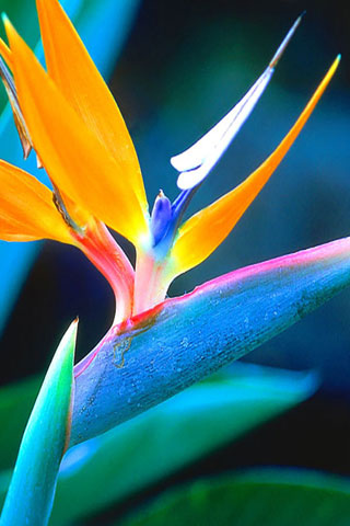 20 Stunning iPhone5 HD Wallpapers 12
