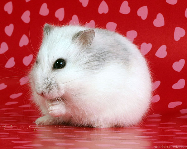 20 Beautiful Free Valentine Wallpapers 8