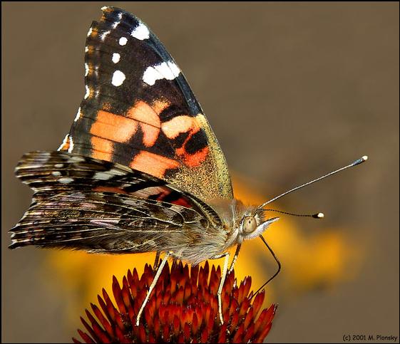 10 Incredible Photography Tutorials and Techniques 4