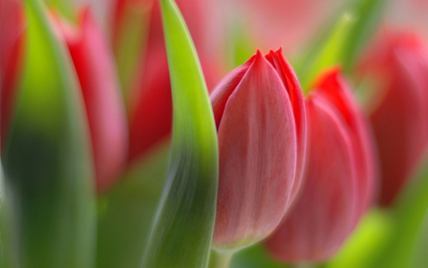 wallpaper