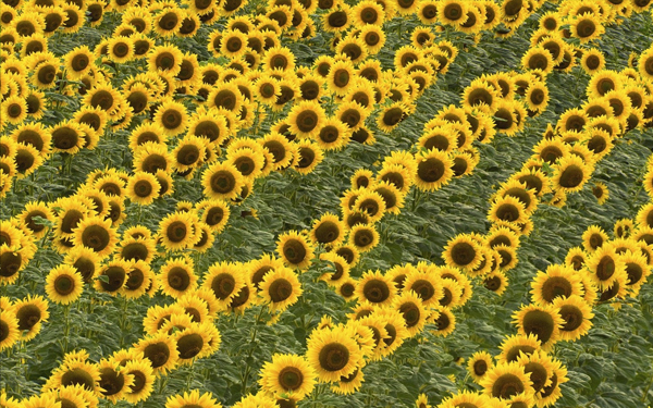 wallpaper