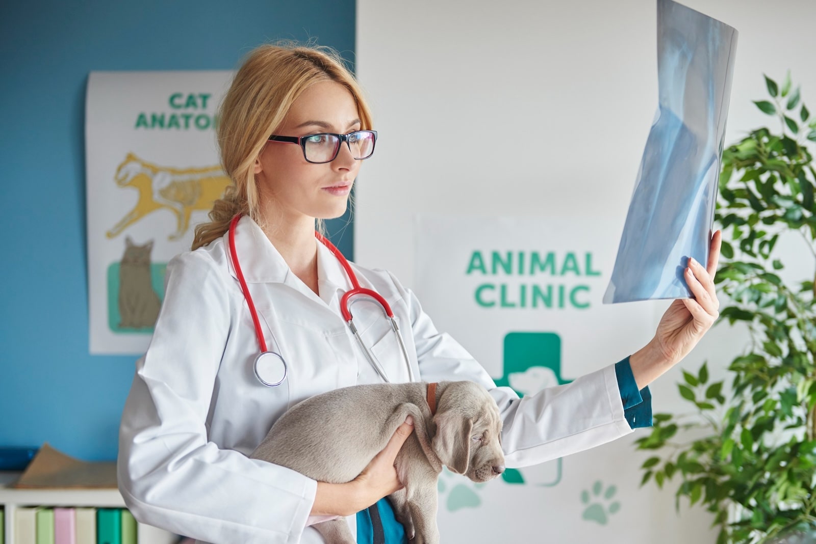 Why Choose a Vet Tech Career